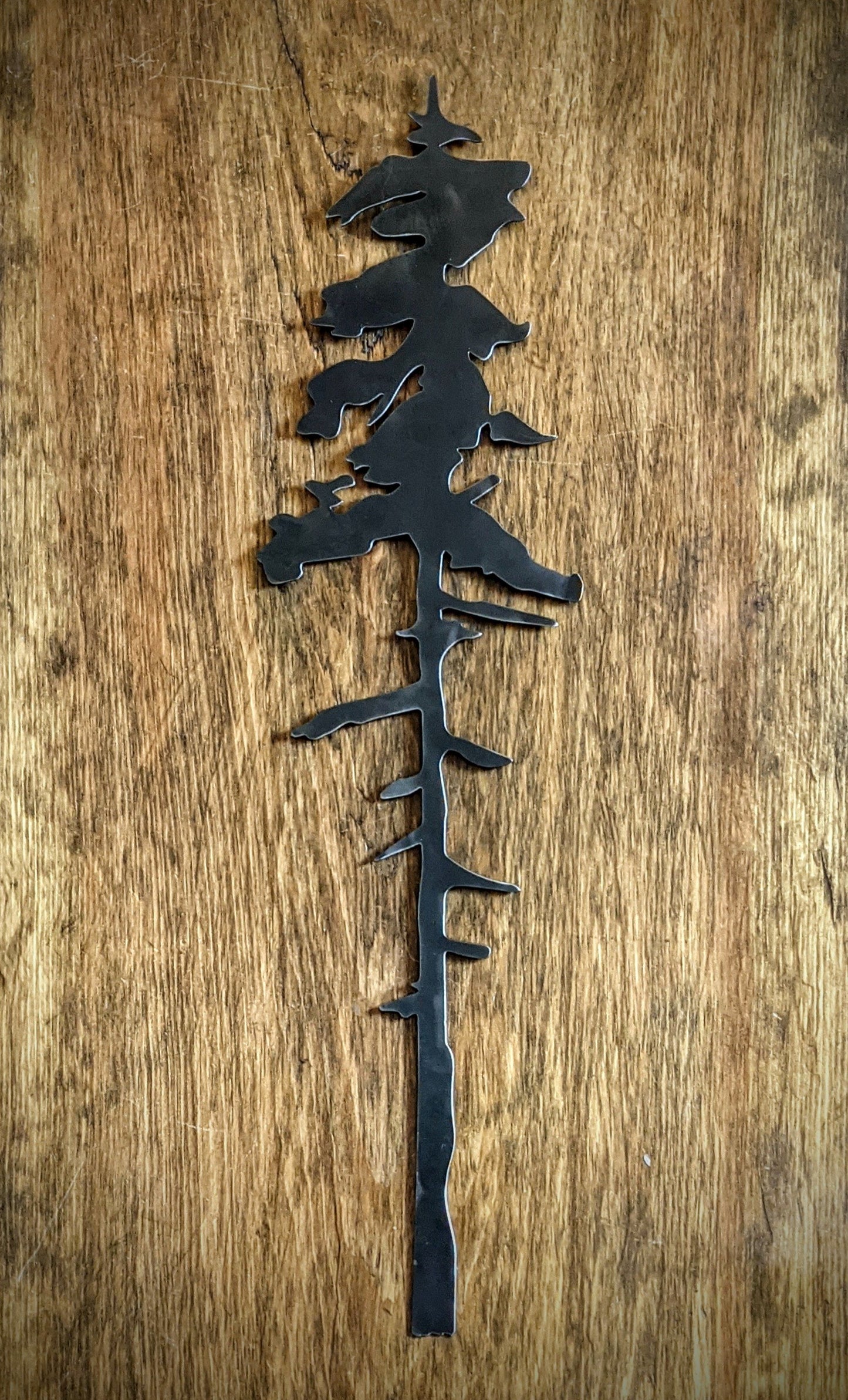 A Tall Old Growth Metal Evergreen Tree